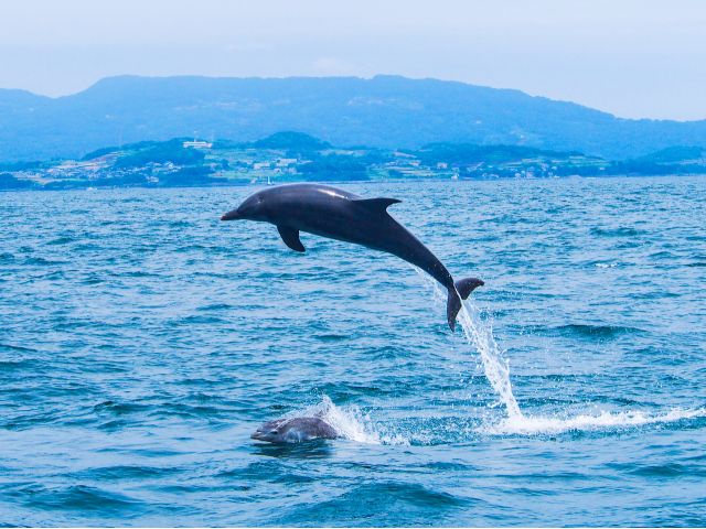 【館山・沖ノ島】イルカといっしょにクルーズ　ちょこっと海散歩の紹介画像4