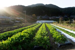 春の房総半島でいちご狩り体験！千葉の甘い恵みを海都-kaito-から楽しむ