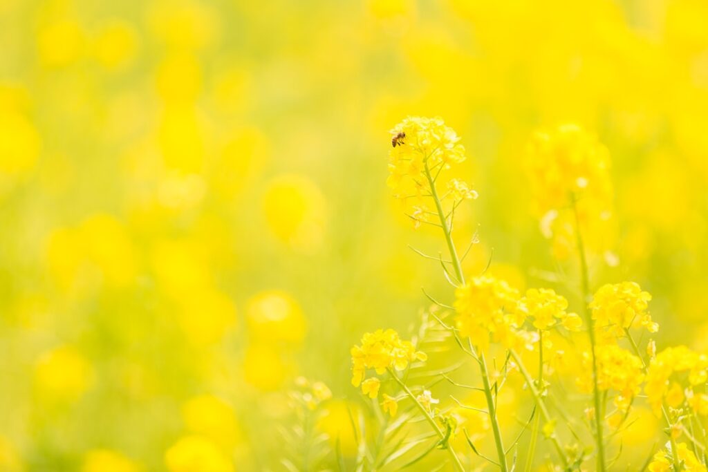 南房総の黄金色の絨毯を堪能！菜の花の絶景スポットと春の魅力