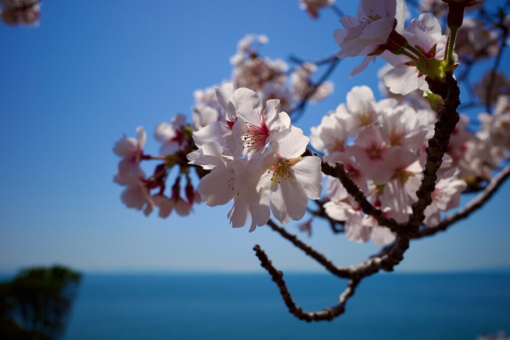 南房総の桜と花見スポット完全ガイド｜UMInoTERRACE Gardenで楽しむ春の絶景