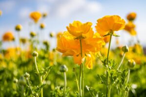 南房総の菜の花畑で春の絶景を満喫！海都-kaito- TOKYOBAYで過ごす黄金色の休日