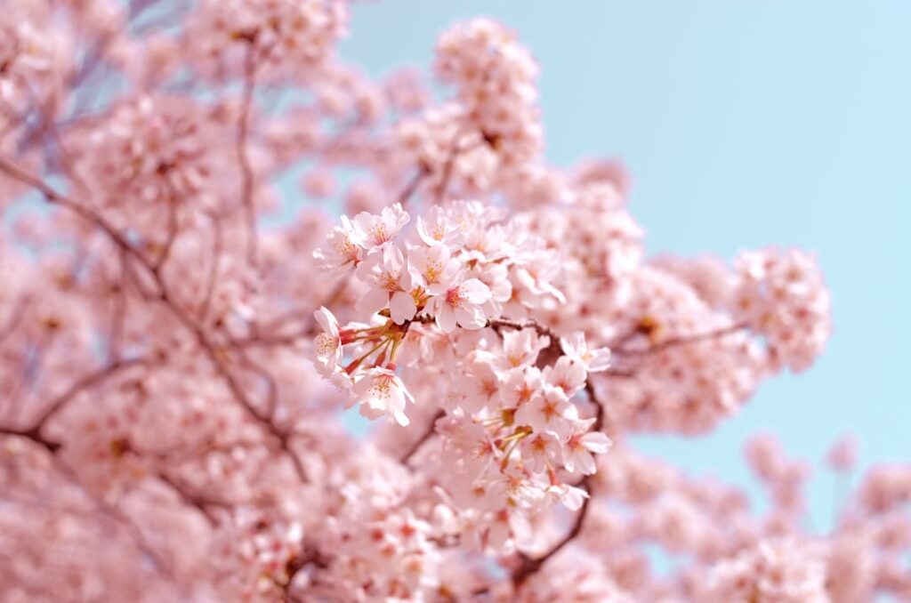 海都-kaito- TOKYOBAY周辺の桜情報｜南房総で楽しむ春の花見スポット2026