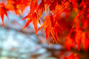 【カップル・ファミリー向け】南房総ペット可貸別荘｜UMInoTERRACE Chikuraの魅力を徹底解説